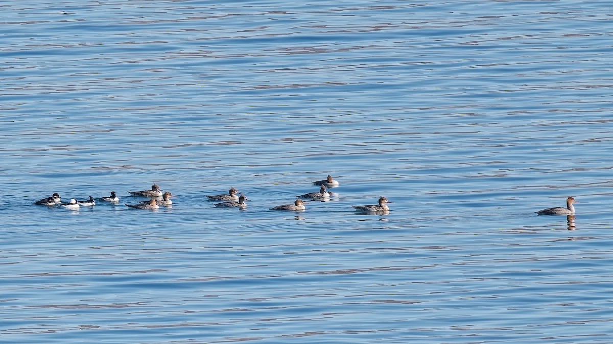 Red-breasted Merganser - ML644827731