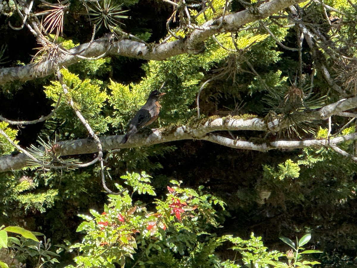 Странствующий дрозд - ML644827737