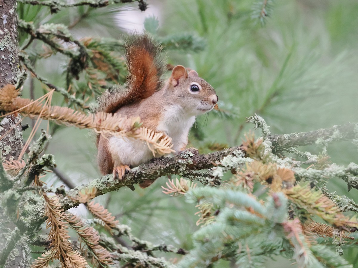 American Red Squirrel - ML644827741