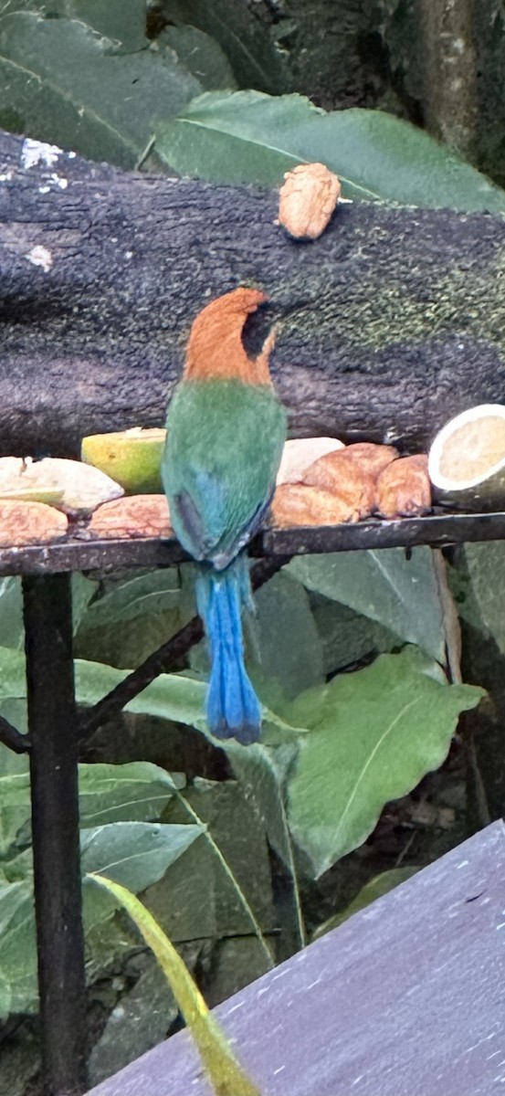 Motmot roux - ML644827743
