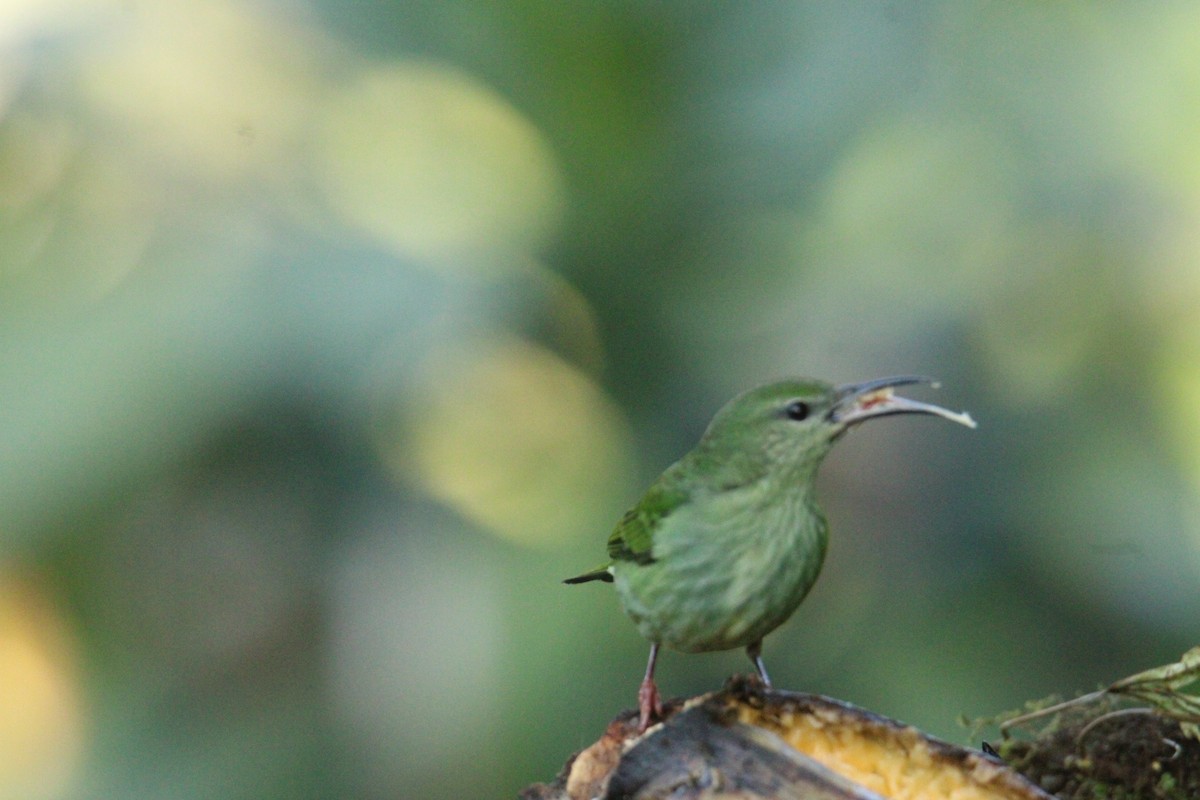 Red-legged Honeycreeper - ML644827744