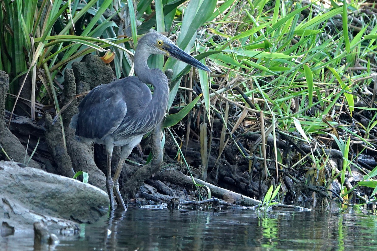 Garza de Sumatra - ML644827746