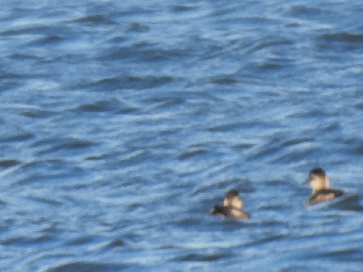 Американская савка - ML644827763