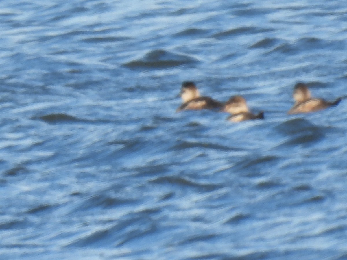 Американская савка - ML644827765