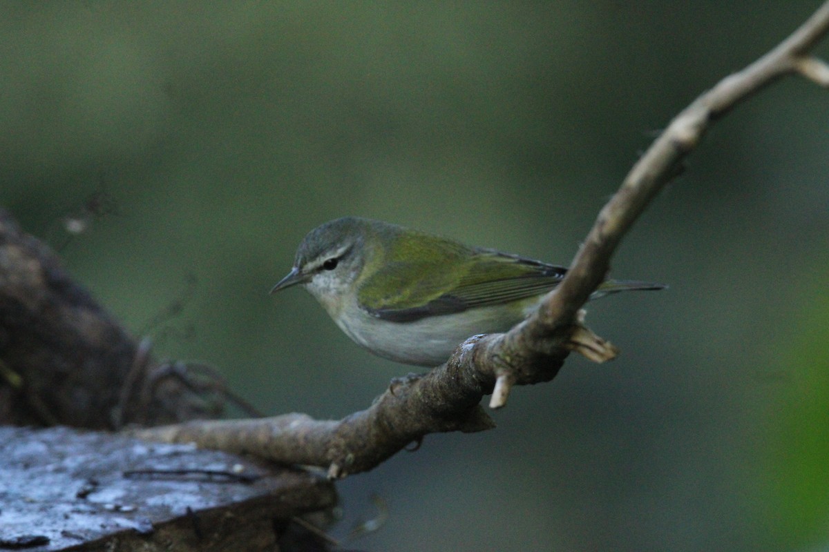 Tennessee Warbler - ML644827770