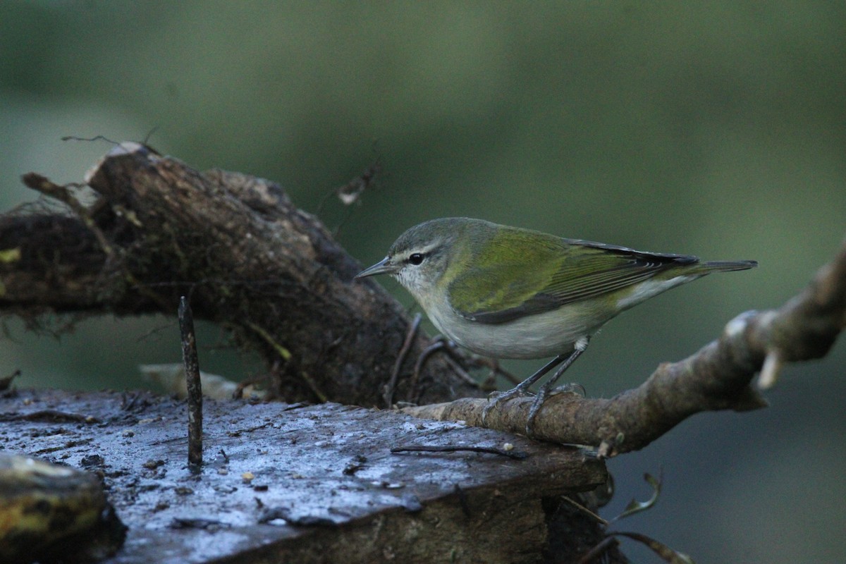 Tennessee Warbler - ML644827771