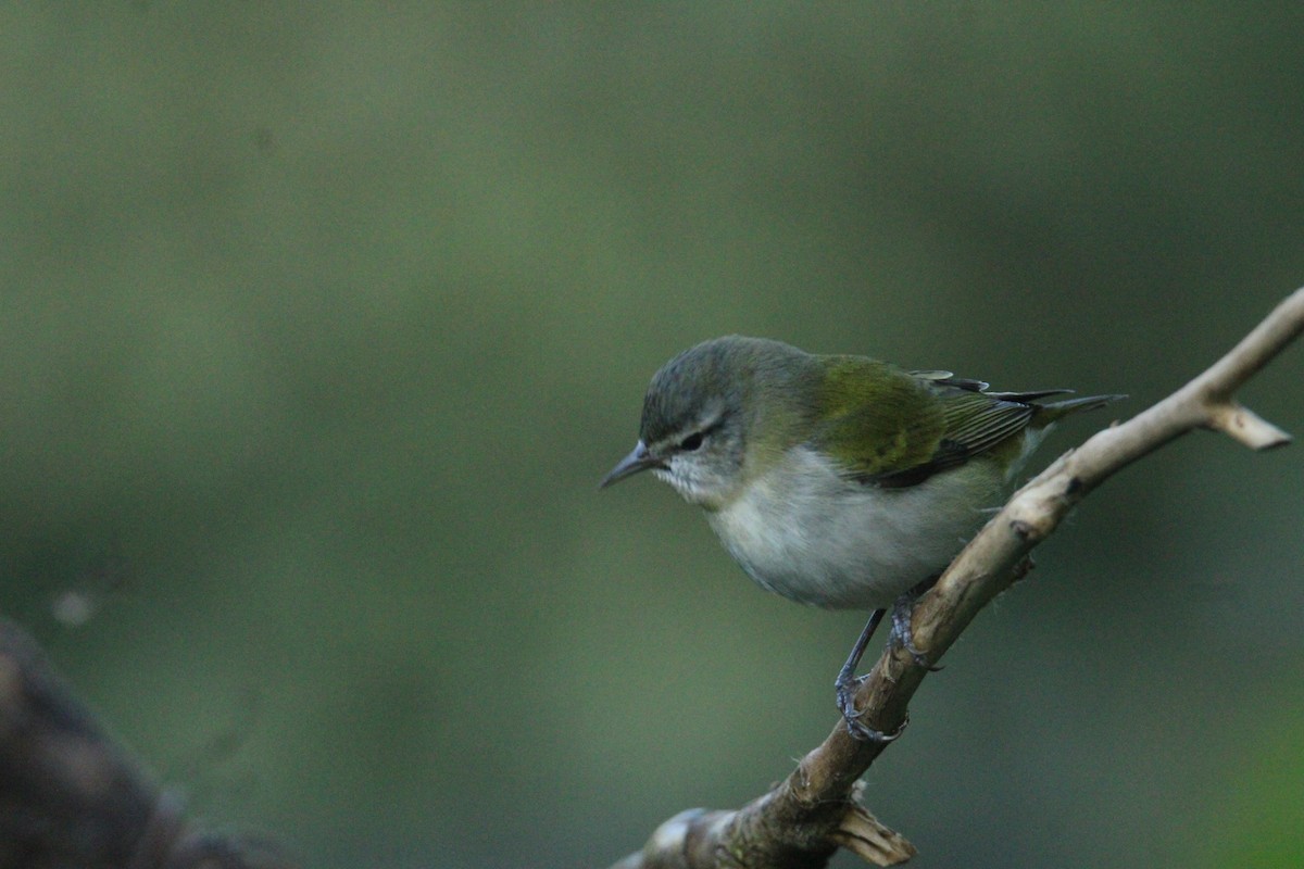 Tennessee Warbler - ML644827772