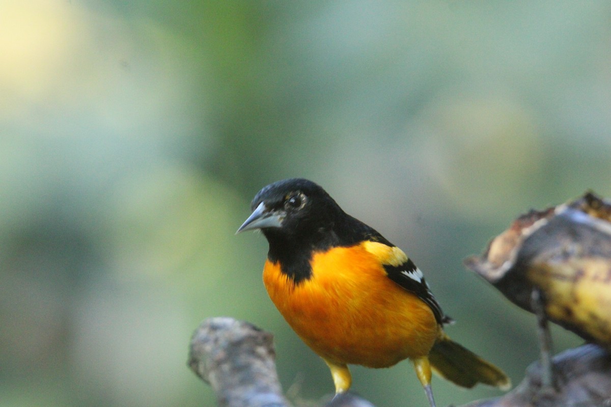 ボルチモアムクドリモドキ - ML644827778