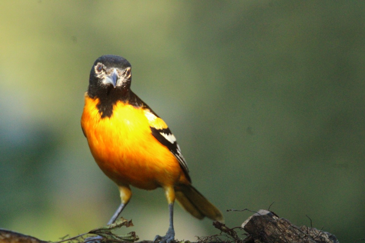 ボルチモアムクドリモドキ - ML644827779