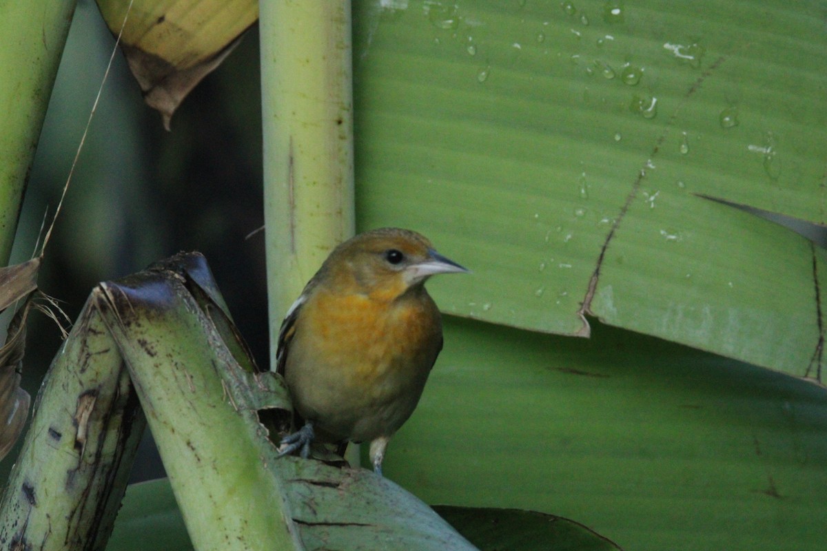 ボルチモアムクドリモドキ - ML644827780