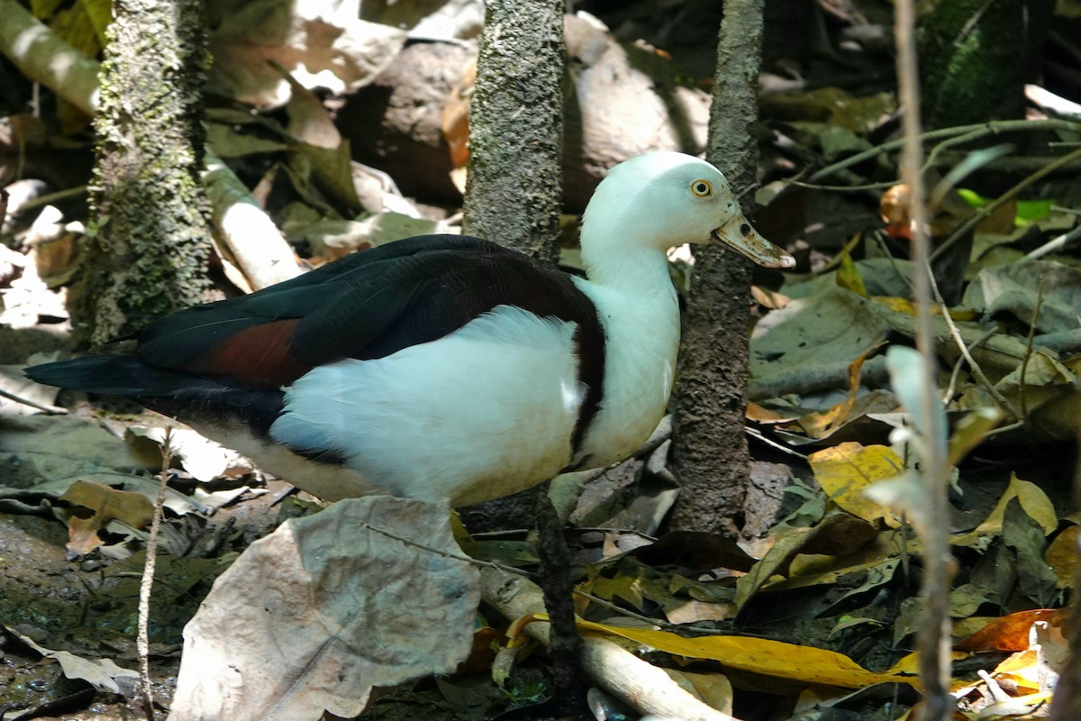 Tarro Rajá - ML644827783