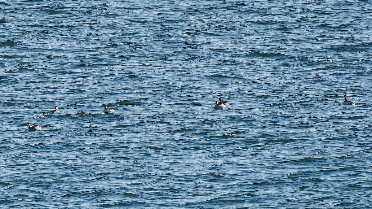 ハジロカイツブリ - ML644827784