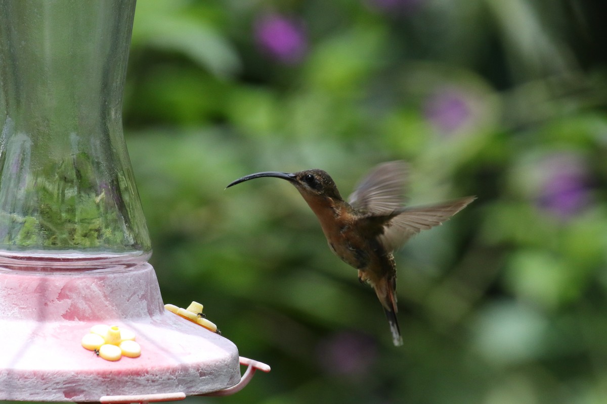 Bronzy Hermit - ML644827791