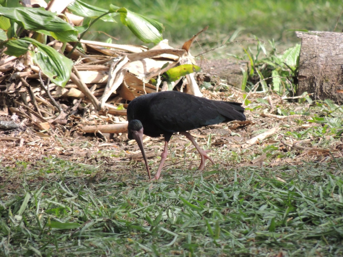 Ibis Afeitado - ML644827804