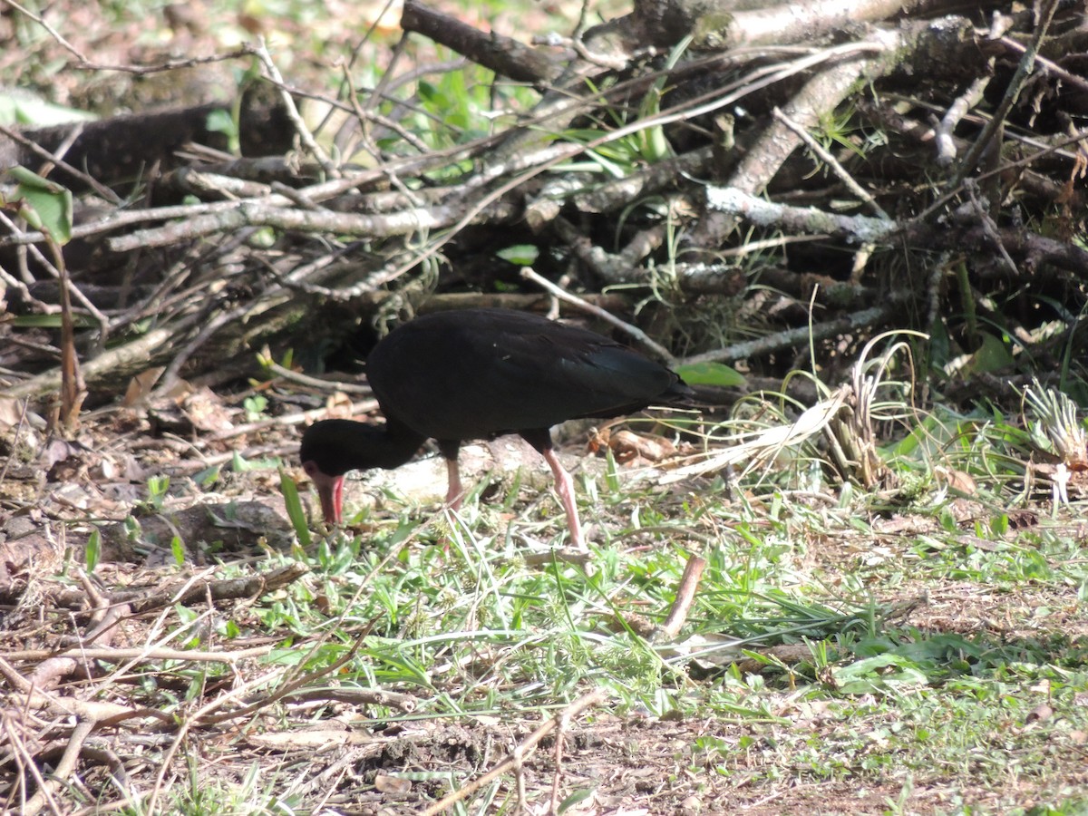 Ibis Afeitado - ML644827805