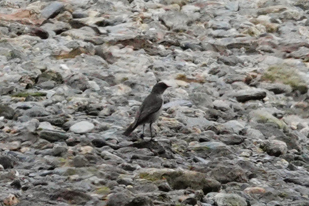 Dormilon bistré - ML644827832