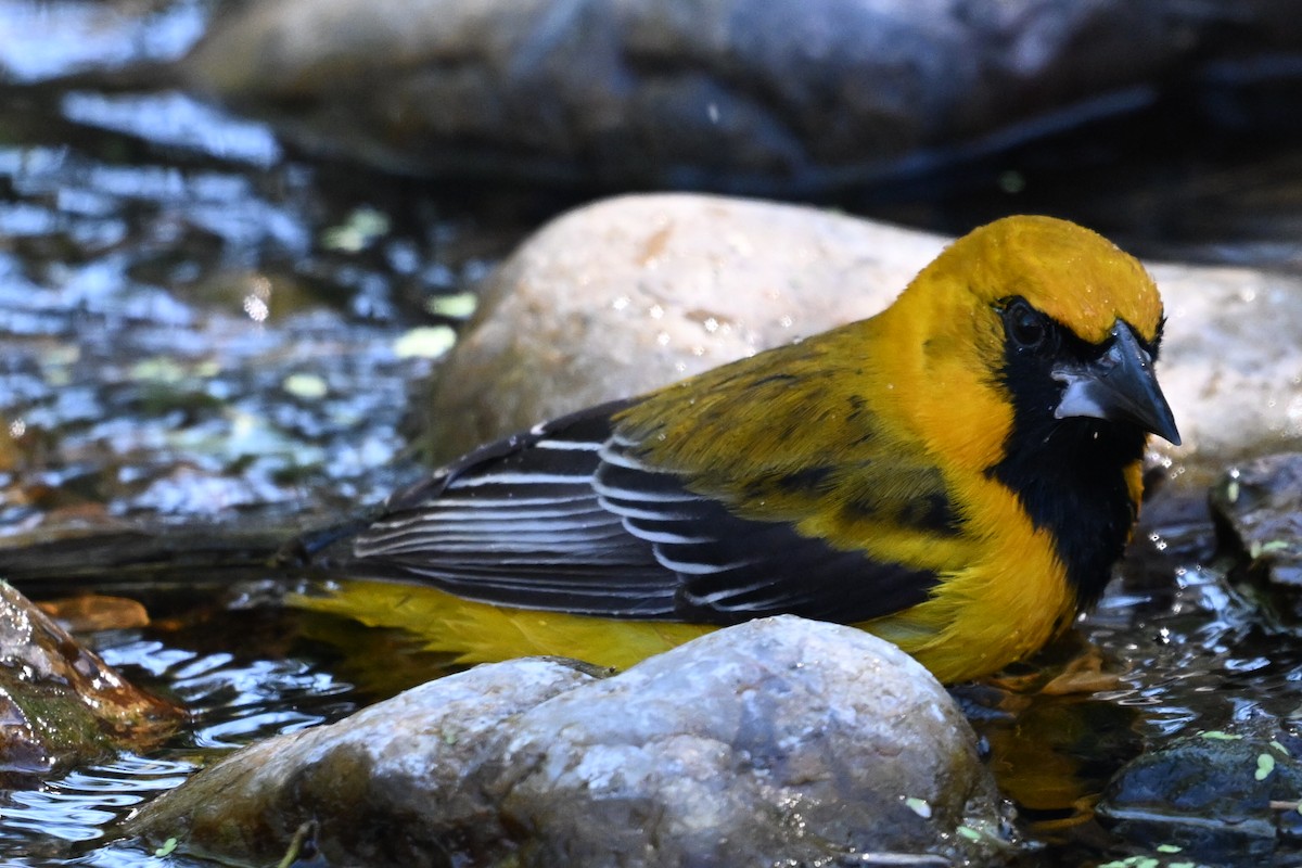 Altamira x Audubon's Oriole (hybrid) - ML644827834