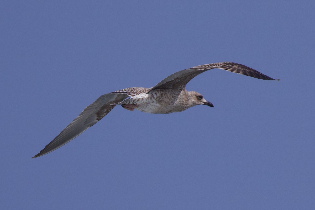 Lesser Black-backed Gull - ML644827843