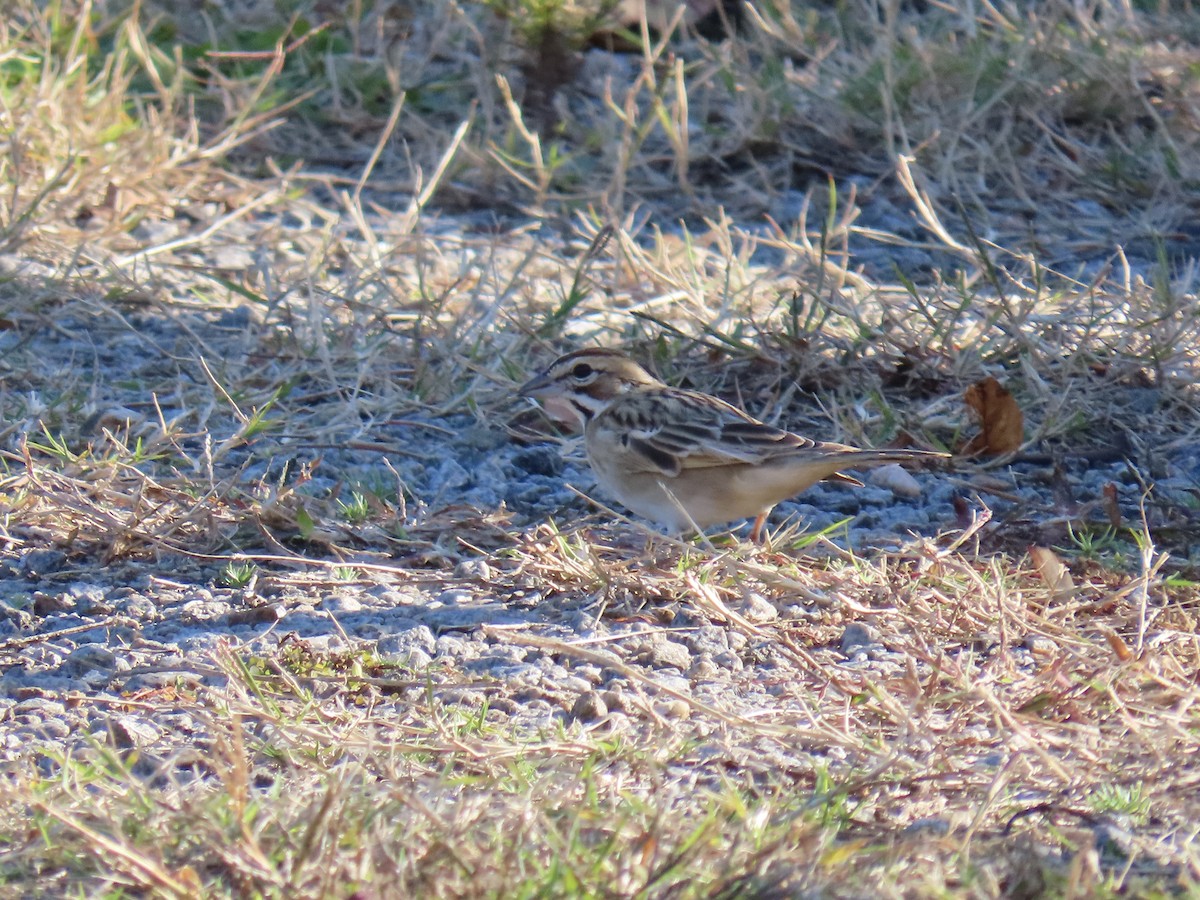 Lark Sparrow - ML644827844