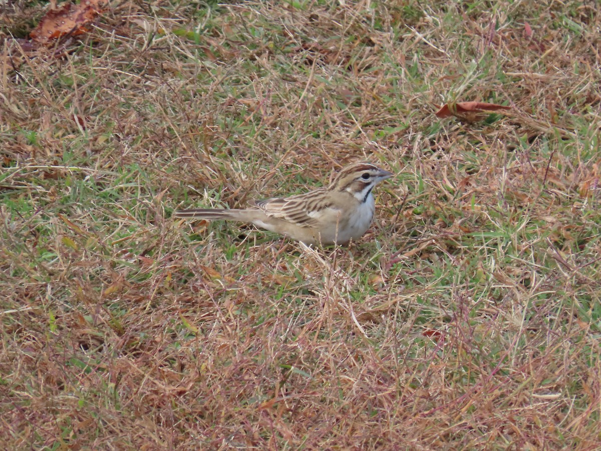 Lark Sparrow - ML644827845