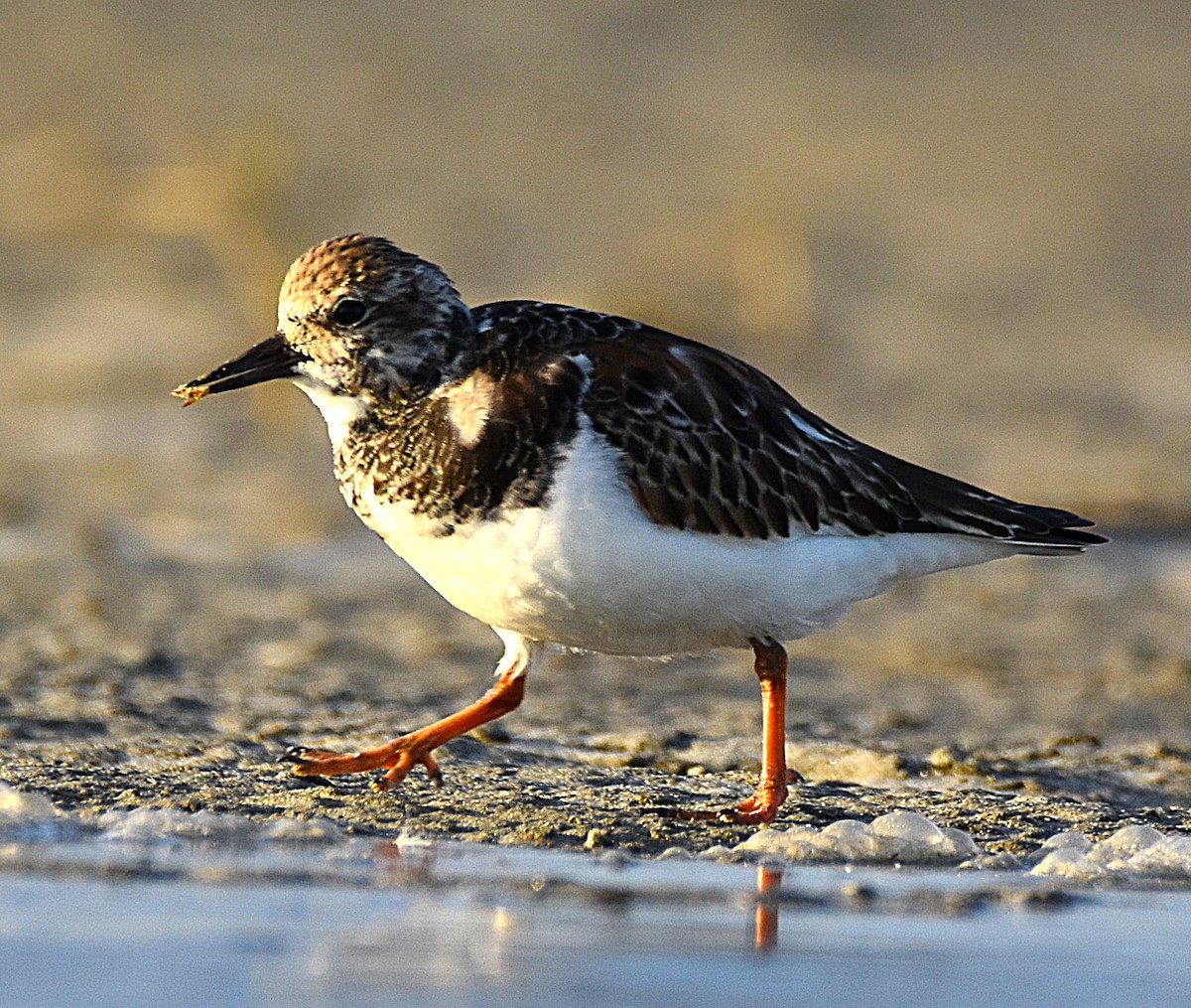 Voltapietre - ML644827854