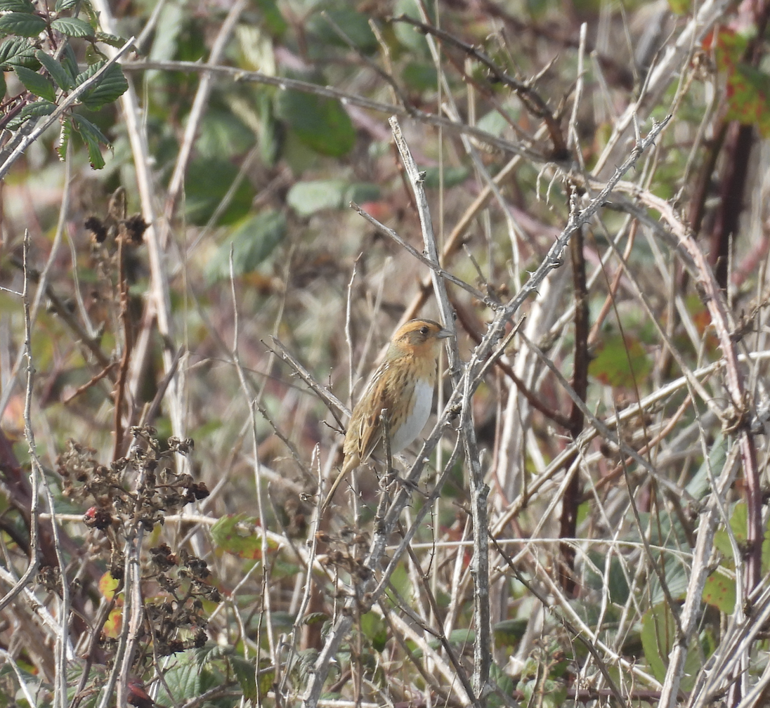 Nelson's Sparrow - ML644827856