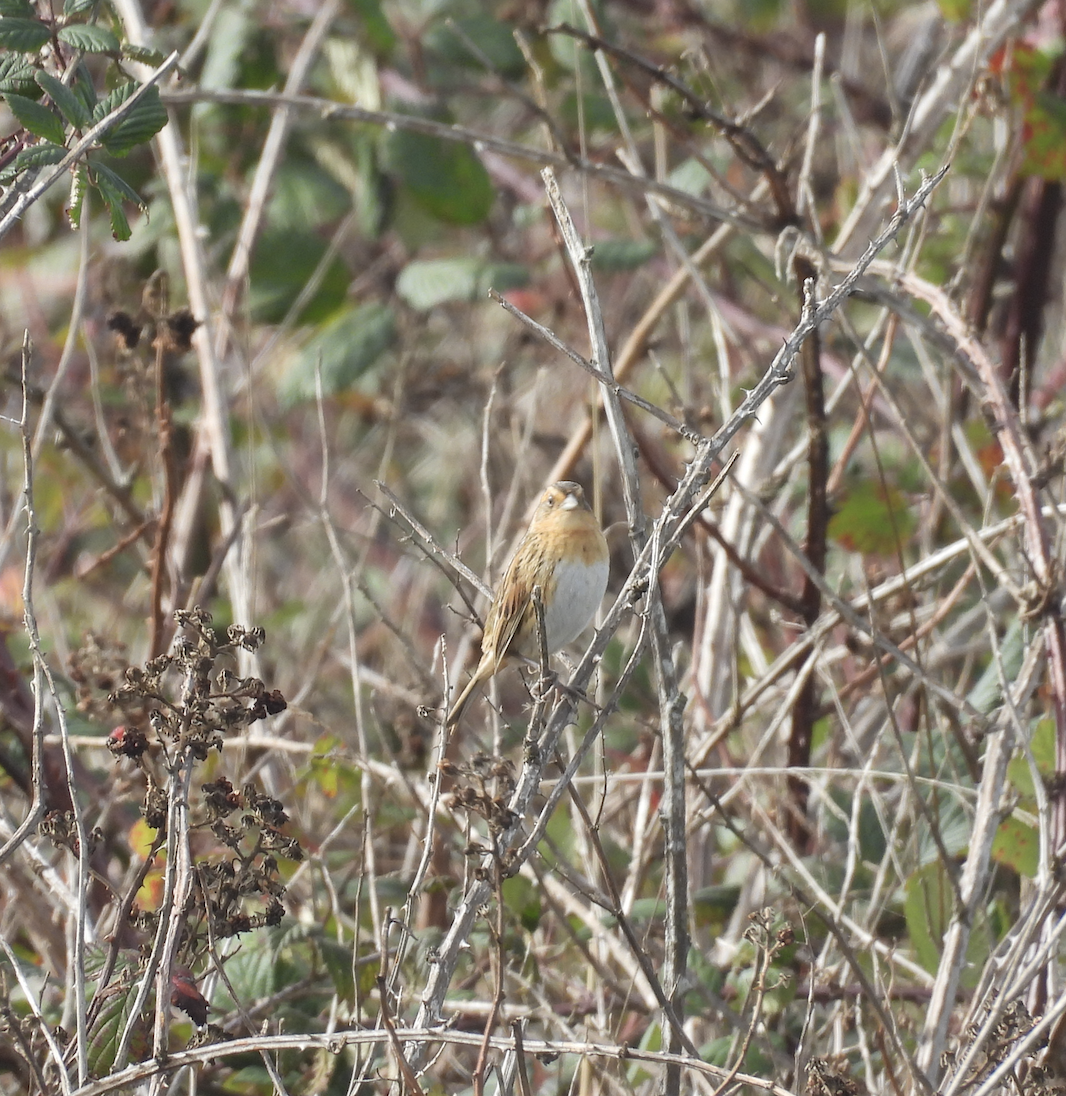 Nelson's Sparrow - ML644827857