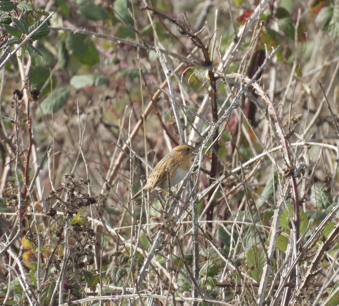 Nelson's Sparrow - ML644827858