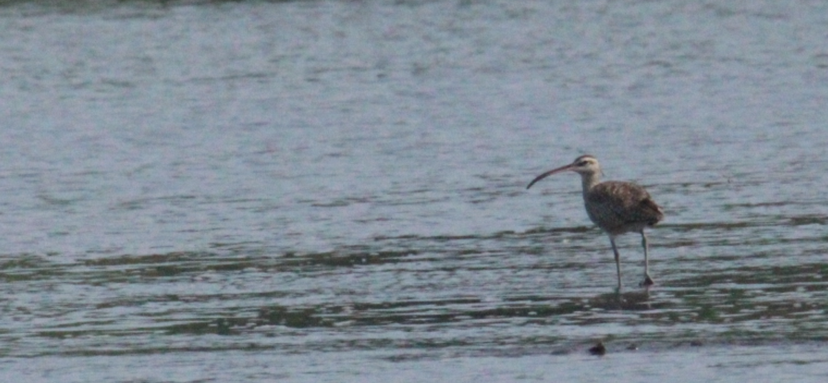 Long-billed Curlew - ML644827859