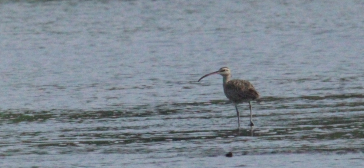 Long-billed Curlew - ML644827860