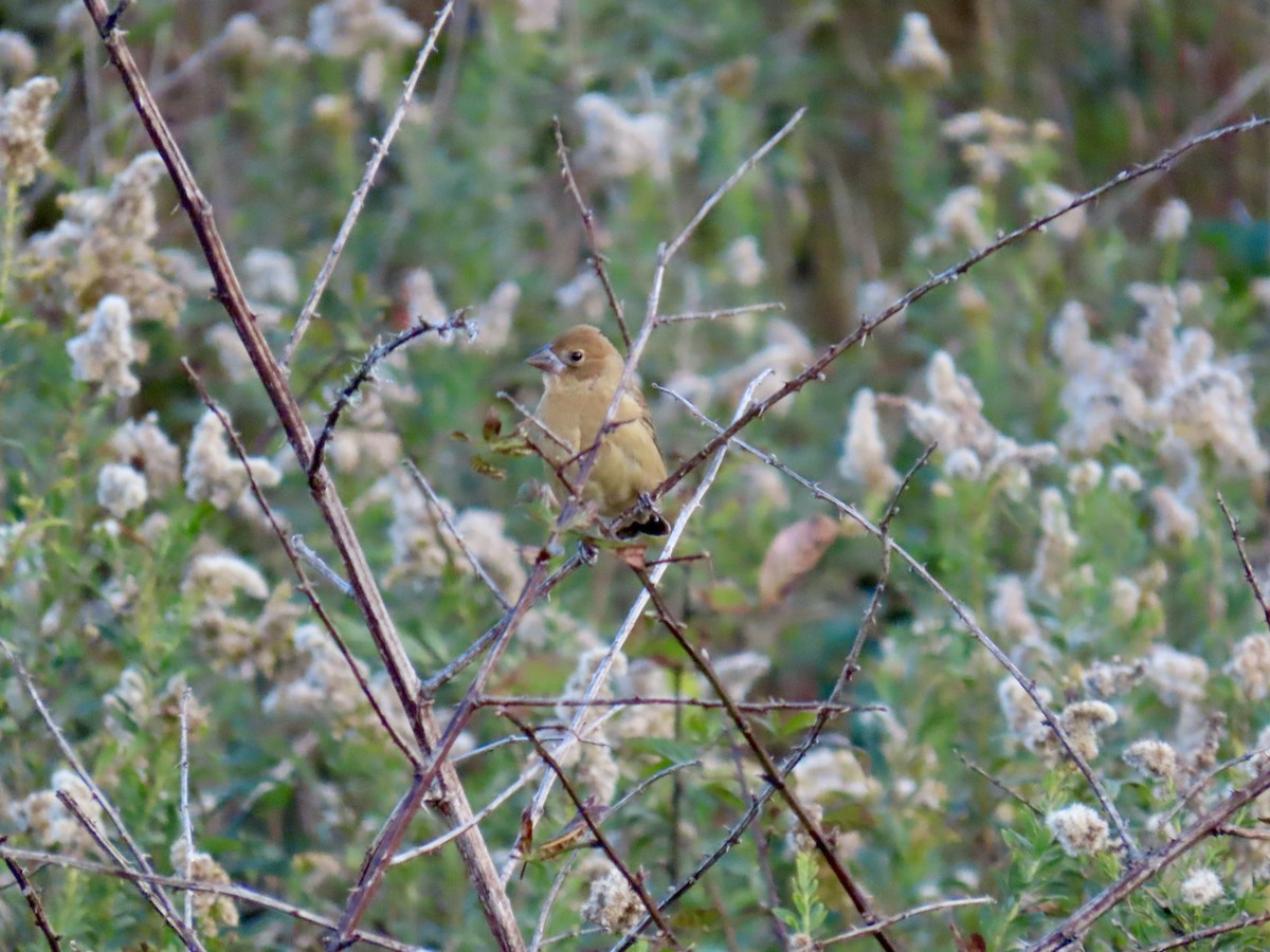 Blue Grosbeak - ML644827862