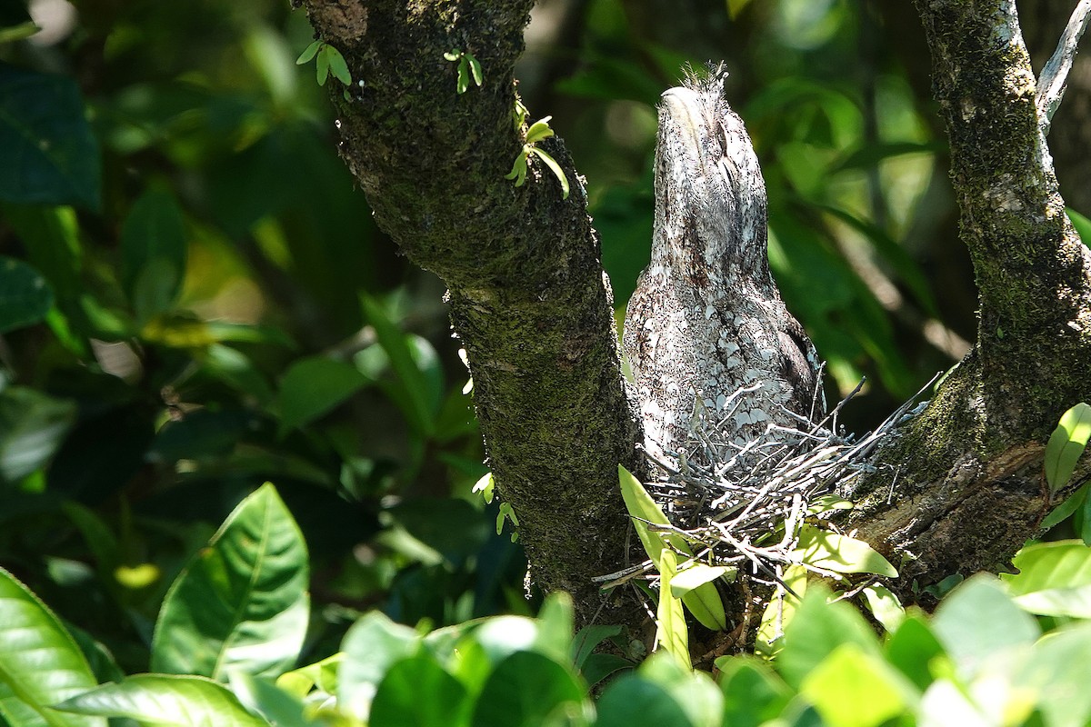 kjempefroskemunn - ML644827877