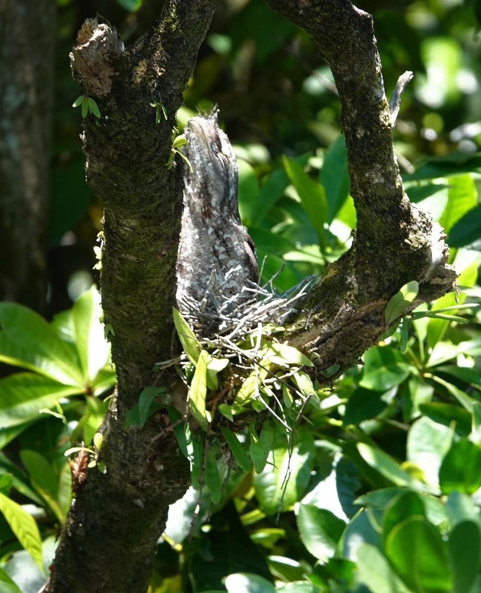 kjempefroskemunn - ML644827879