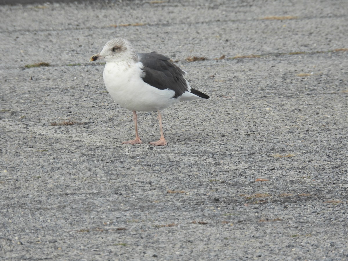 Lesser Black-backed Gull - ML644827884