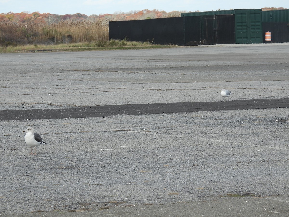 Lesser Black-backed Gull - ML644827886