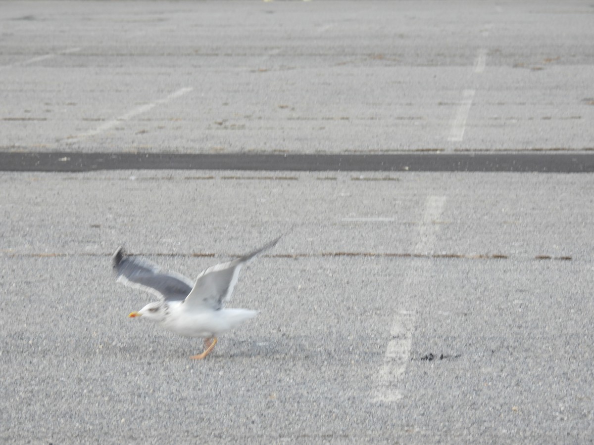 Lesser Black-backed Gull - ML644827887