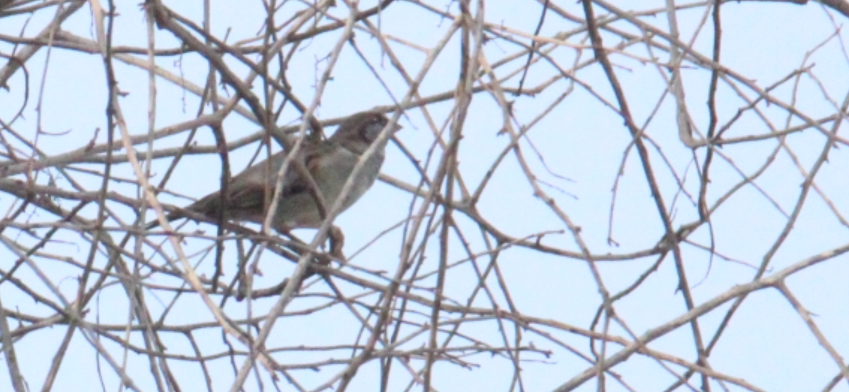 House Sparrow - ML644827904