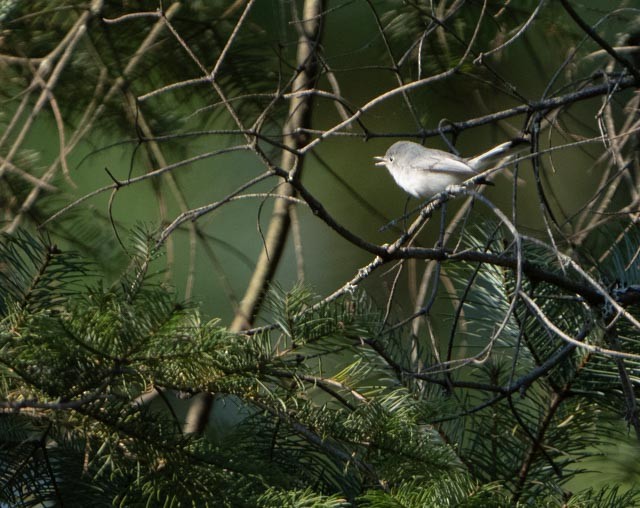 Blue-gray Gnatcatcher - ML644827916