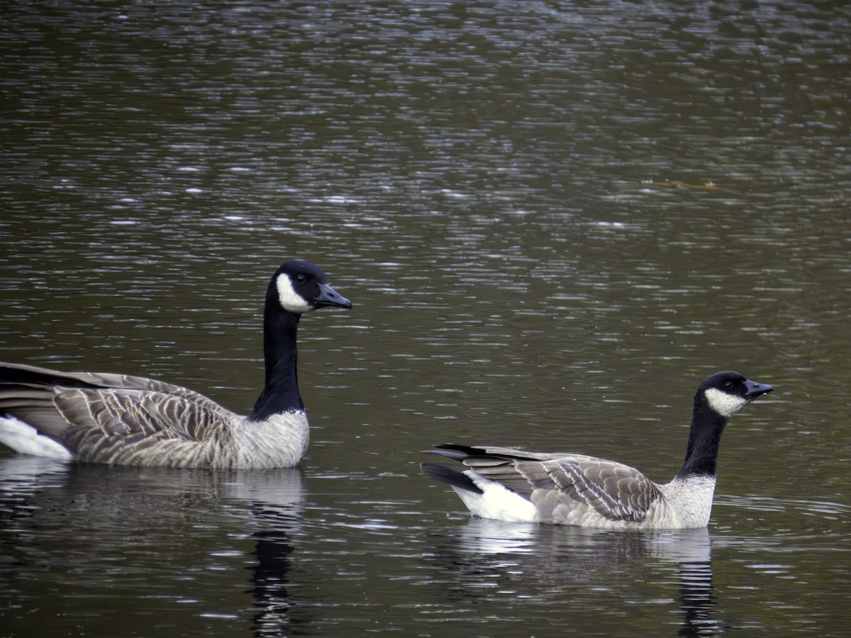 Cackling Goose - ML644827918