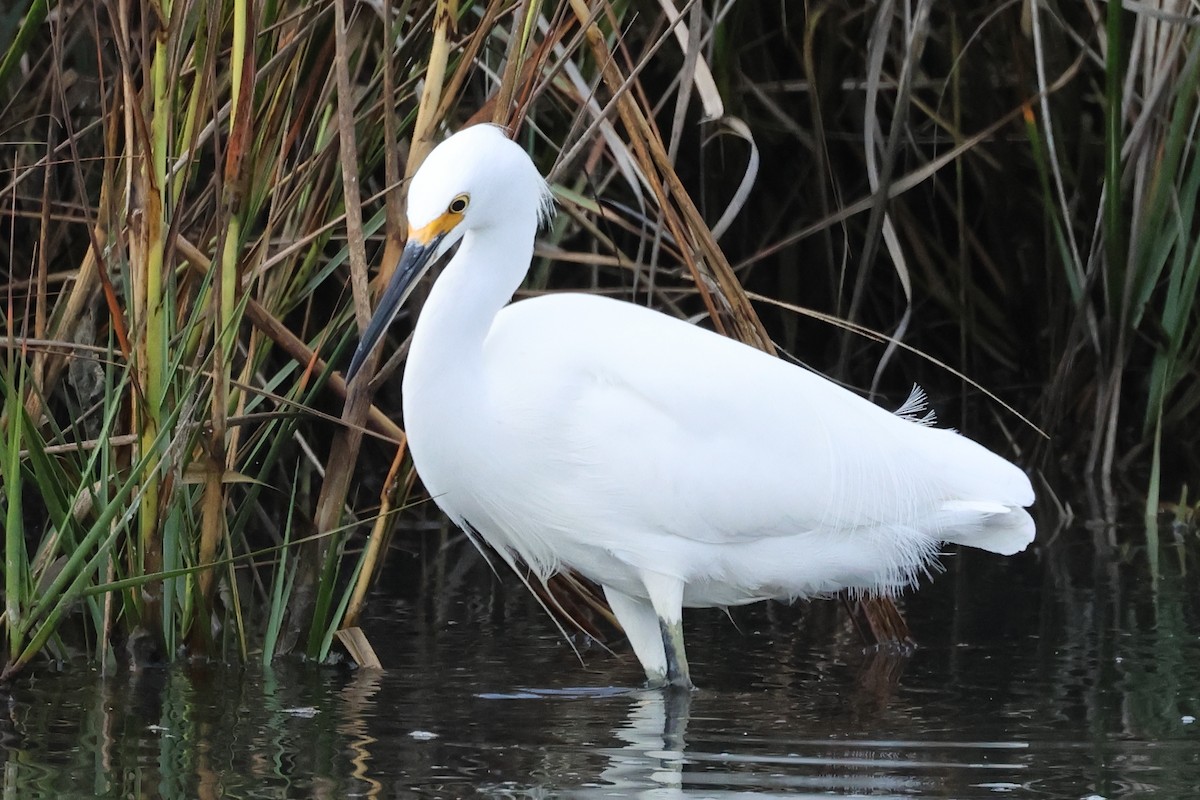 Snowy Egret - ML644827945