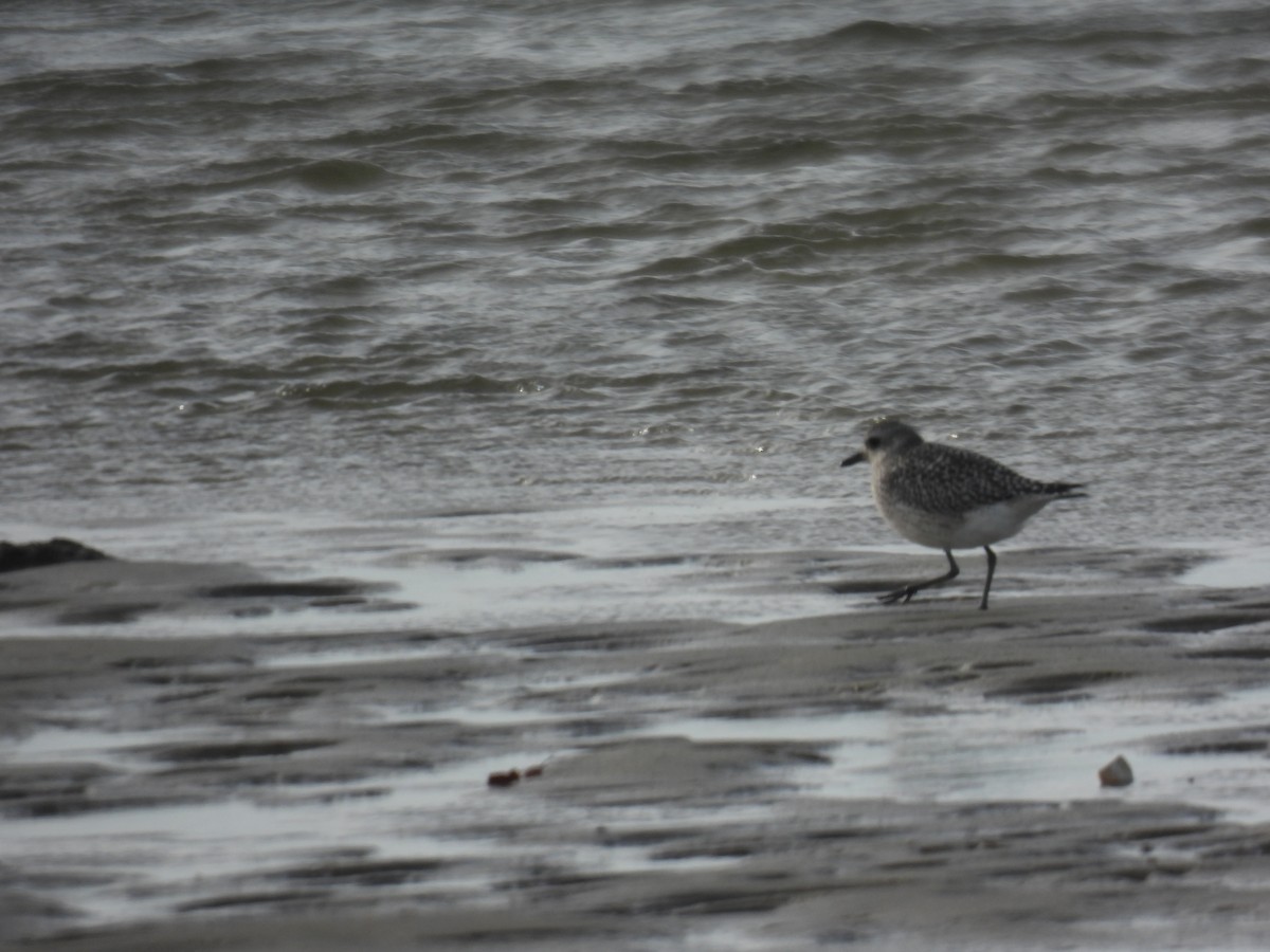 ダイゼン - ML644827980