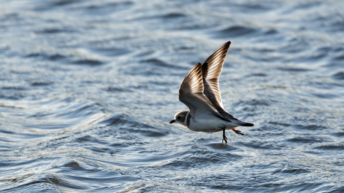 Piping Plover - ML644827981