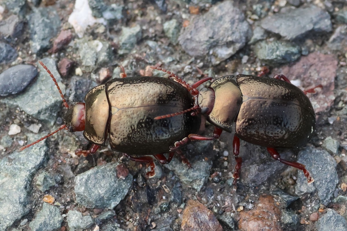 Bronze Beetle - ML644827983