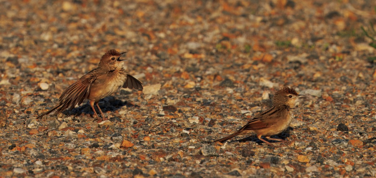 nymfesanger - ML644827987