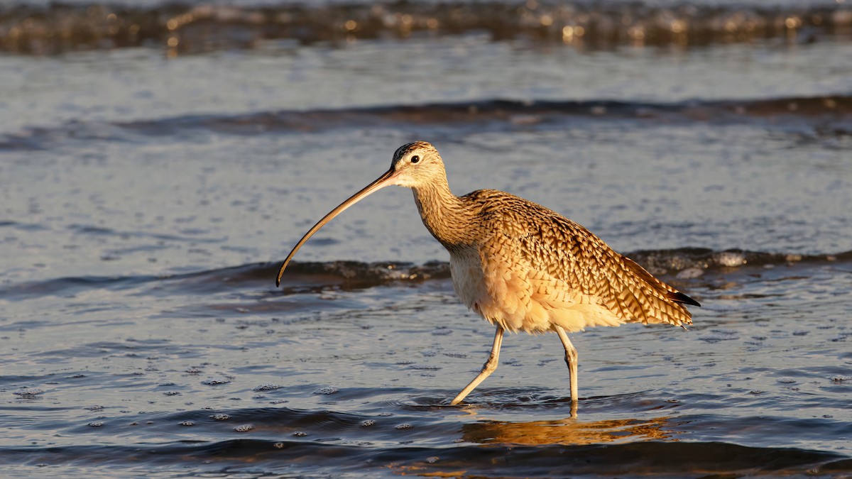Long-billed Curlew - ML644827991