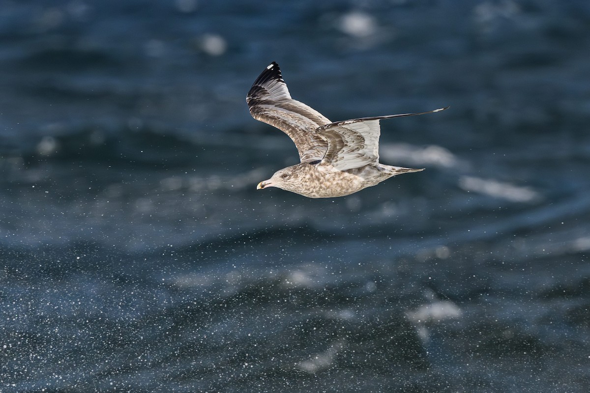 American Herring Gull - ML644828006