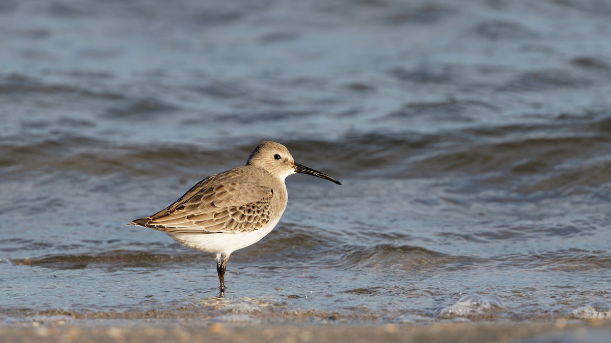 Dunlin - ML644828014
