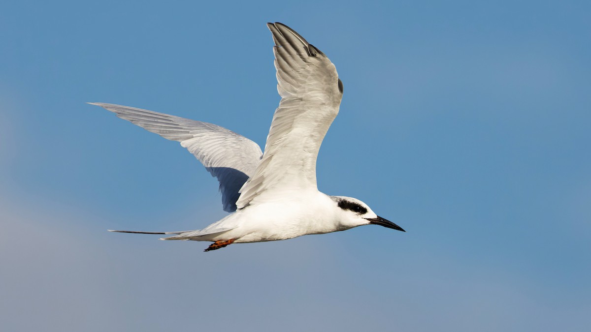 Forster's Tern - ML644828018