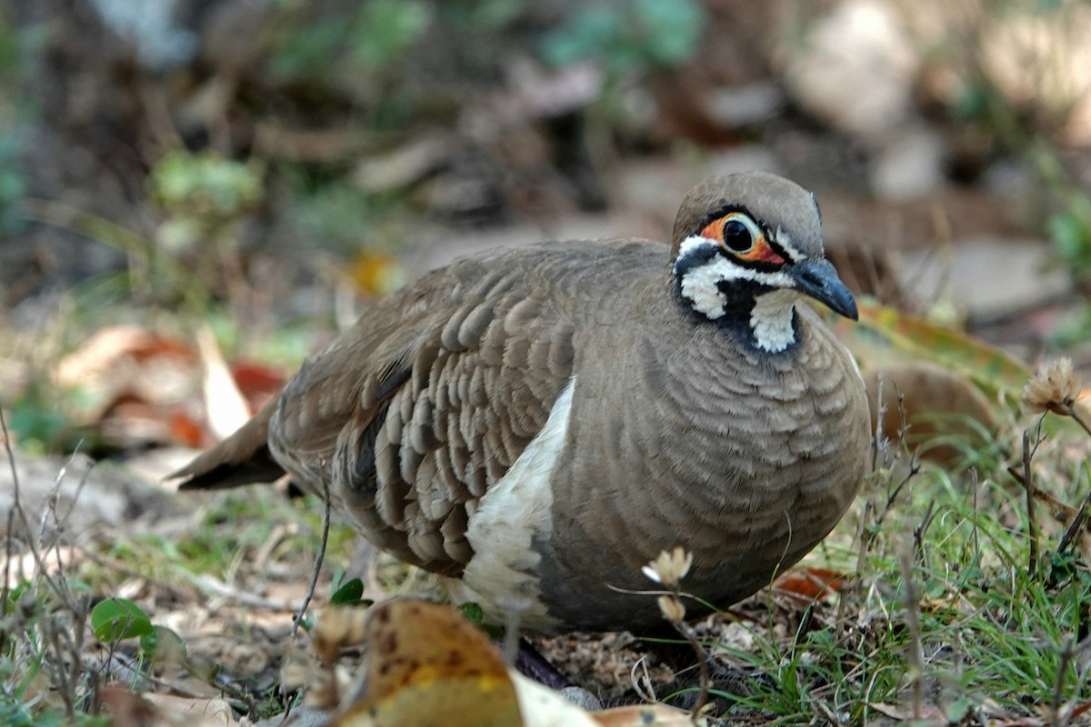 Squatter Pigeon - ML644828048