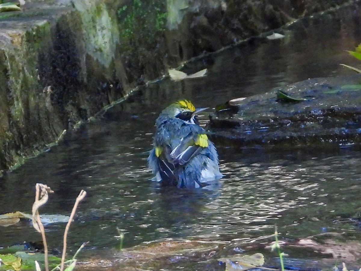 キンバネアメリカムシクイ - ML644828066